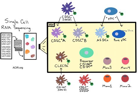 Single-cell RNA-seq reveals new types of human blood dendritic cells ...