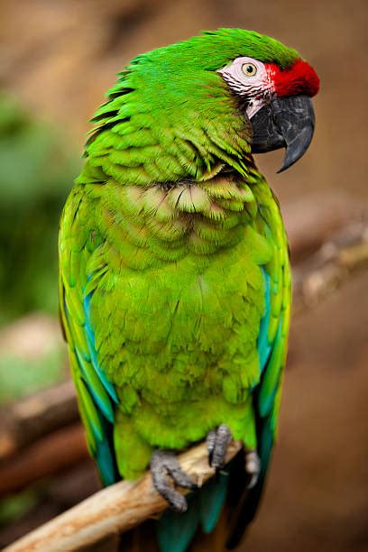 Military Macaw Parrots For Sale Online - Live Parrots