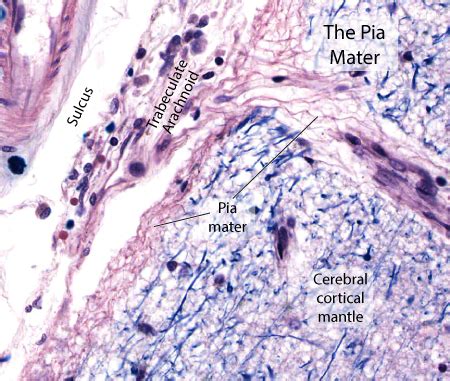 Meninges Microarchitecture