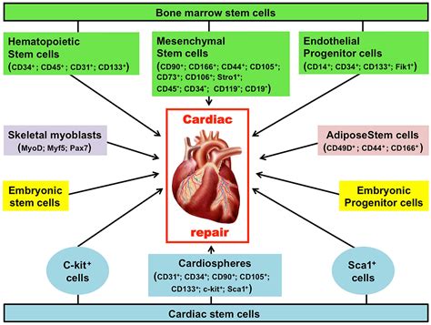 Advances in stem cell therapy for cardiovascular disease (Review)