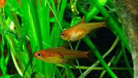 13 Awesome Types of Tetras: Complete Tetra Species Guide | BYA | Tetra fish, Aquascape aquarium ...