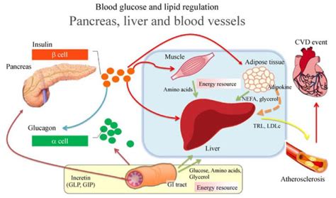 Postprandial hyperglycemia and postprandial hypertriglyceridemia in type 2 diabetes