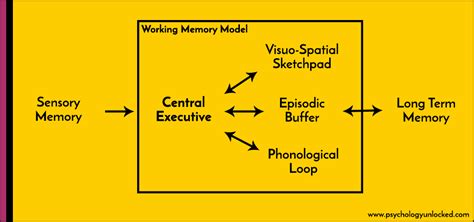 Baddeley & Hitch’s Working Memory Model – Psychology Unlocked