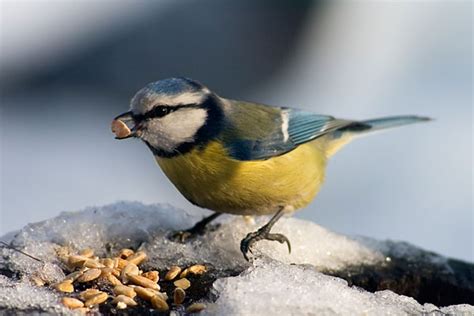 Bird Feeding - When To Feed Wild Birds