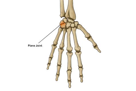 Plane Joint - Mammoth Memory definition - remember meaning