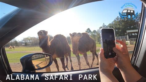 Discovering Alabama Safari Park, Alabama - YouTube