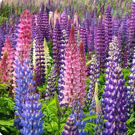 Lupin Flower Seeds - Wild Mix | Lupine flowers, Flower seeds, Garden ...