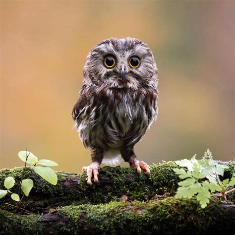 Do Owls Eat Bats? (Answered) - Bird Nature