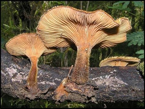 Australian Fungi - A Blog: #43 Panus fasciatus