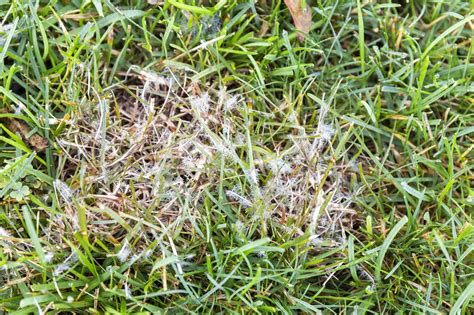 Your Comprehensive Lawn Fungus Guide – TruGreen