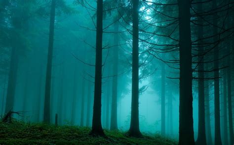 Foggy Forest iPhone Wallpaper - WallpaperSafari