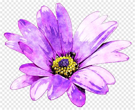 Descarga gratis | Flor Margarita común morada, acuarela floral, pintura de acuarela, planta ...