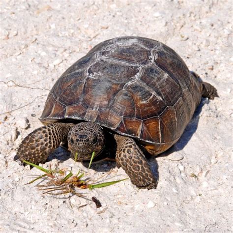 Tortoises in Georgia - All Turtles