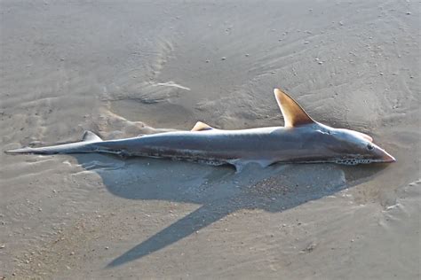 Baby 3 | May 2, 2010 - Baby Sand Tiger Shark washed up on th… | Flickr