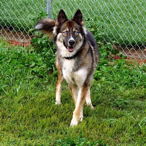 German Shepherd Mix Siberian Husky - shepherd