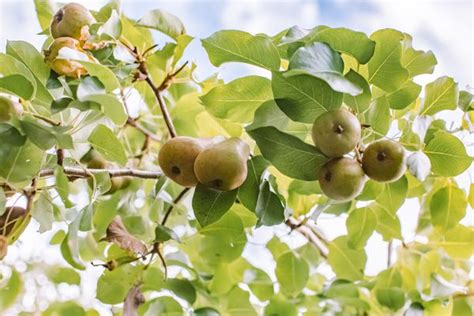 Caring for Bradford Pear Trees