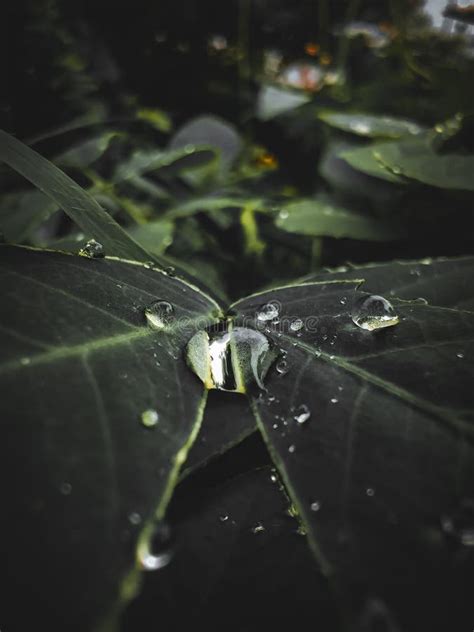 Water Droplets on leaves stock image. Image of dark - 200847435