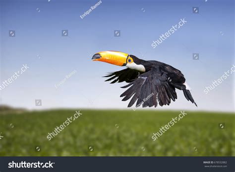 3,209 Toucan Flight Images, Stock Photos & Vectors | Shutterstock