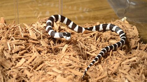 The Herp Lair, Black and White Striped California King Snake (Colubridae) Non Venomous - YouTube