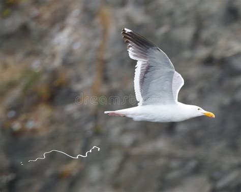 Seagull nesting stock image. Image of head, nesting, beach - 12678009