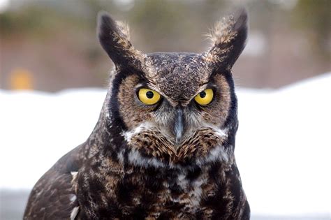 Today is Great Horned Owl Day! - Meigs Point Nature Center