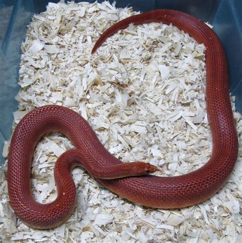 Corn Snake, Bloodred Male - Twin Cities Reptiles