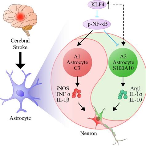 Schematic diagram showing astrocytic KLF4 regulating the activation of ...