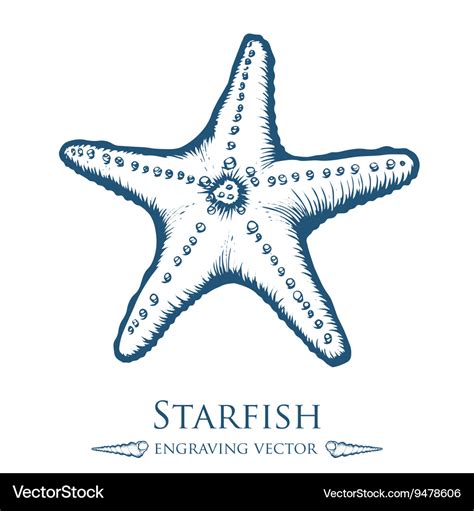 Starfish drawing Royalty Free Vector Image - VectorStock