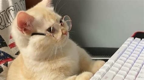 This cat in gold-rimmed spectacles will leave you giggling. Watch | Trending - Hindustan Times