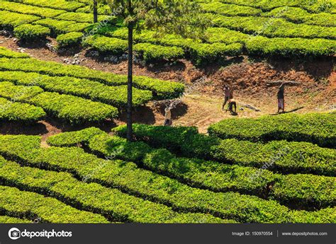 Tea plantations in Munnar, Kerala, India. – Stock Editorial Photo ...