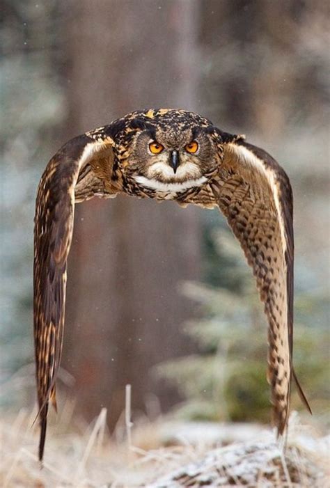 Wingspan Down | Animals, Eurasian eagle owl, Birds