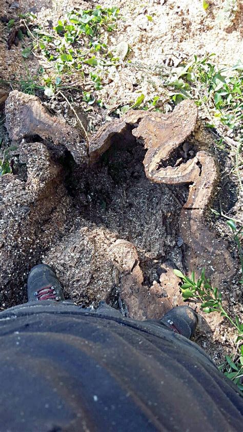 7 reasons why to remove a rotting tree stump - Ashley Tree Services