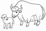Yak On Grass Coloring Page  Free Printable Pages For Kids sketch template