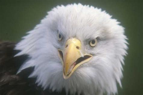 Why Is the Bald Eagle America's National Bird? | Live Science