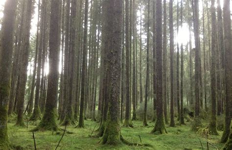 2020 - Forestry and climate change mitigation: The role of Sitka spruce and how its continued ...