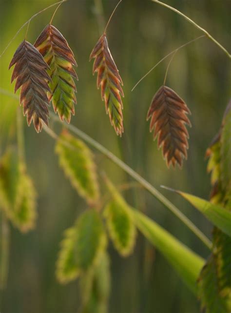 Chasmanthium latifolium - River Oats in 2021 | Shade grass, Ornamental grasses, Moon nursery