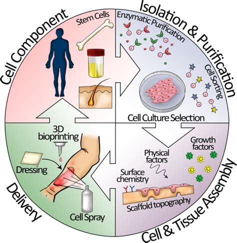 Skin tissue regeneration for burn injury | Stem Cell Research & Therapy | Full Text