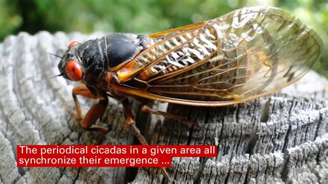 Sounds of Summer: Periodical Cicadas - YouTube