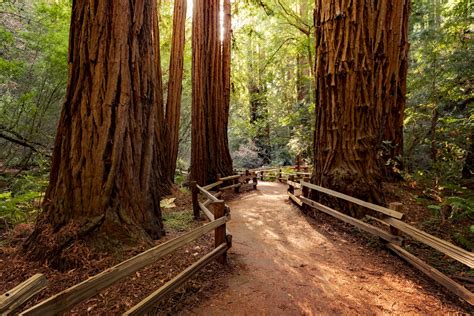 Awe In Arboreal Wonder At Giant Sequoia National Monument