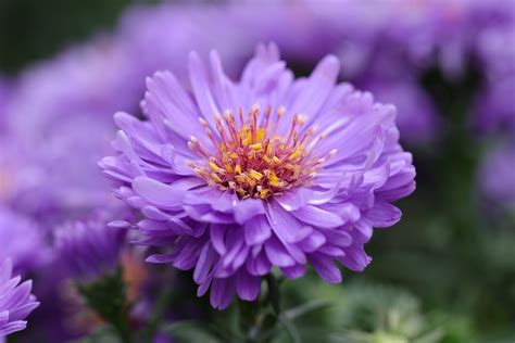 September birth flower: Aster & Morning Glory - Growing Family