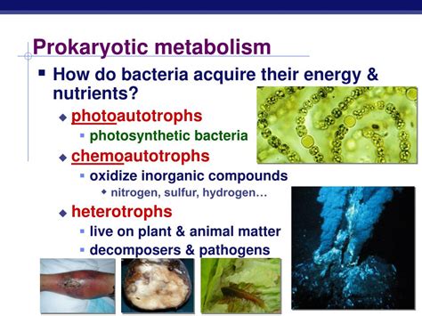 PPT - Prokaryotes PowerPoint Presentation, free download - ID:5355882