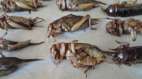 Crickets aren't the miracle source of protein | University of California