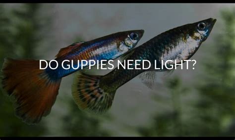 Guppy Tank Setup Archives - Betta Care Fish Guide