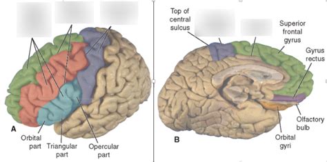 Frontal Lobe Anatomy Diagram | Quizlet