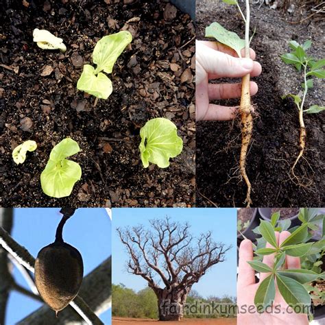 Australian Boab Baobab Adansonia Gregorii Seeds | Fair Dinkum Seeds