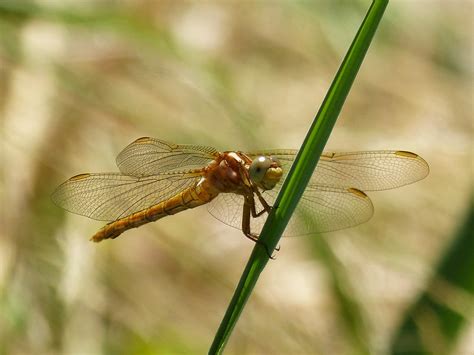 Dragonfly Golden · Free photo on Pixabay