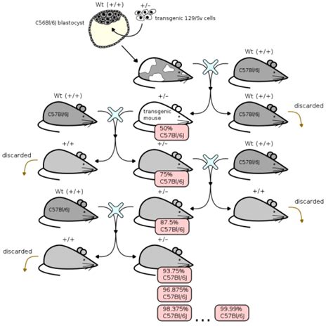 Difference Between Chimeric and Transgenic Organisms | Compare the Difference Between Similar Terms