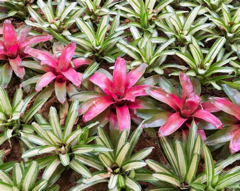 Small red bromeliad 7953621 Stock Photo at Vecteezy