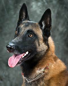 File:Belgian Malinois.jpg - Wikimedia Commons