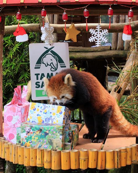 Serunya Feeding Panda Merah di Taman Safari Bogor, Yuk Kenali Fakta Unik Satwa Ini!